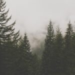 Local Politicians Attend Trump Rally in Memphis