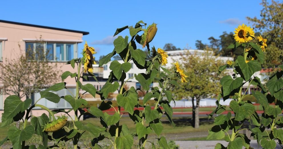 University of South Carolina Offers Hope During Crisis