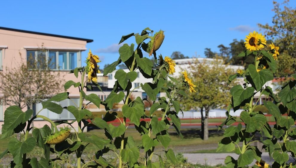 University of South Carolina Offers Hope During Crisis