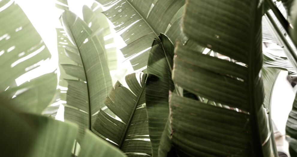 Rise of Creator-Owned Lifestyle Channels in Media Landscape