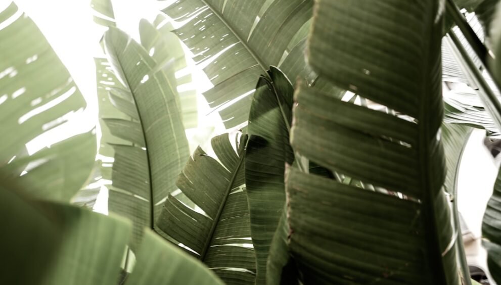 Rise of Creator-Owned Lifestyle Channels in Media Landscape