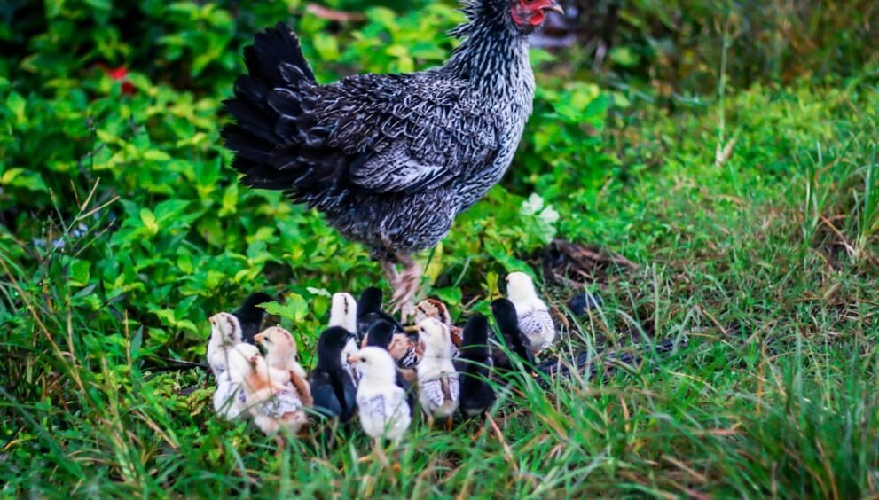 Chocolate Trifle Recipe: Simple and Delicious Dessert Option
