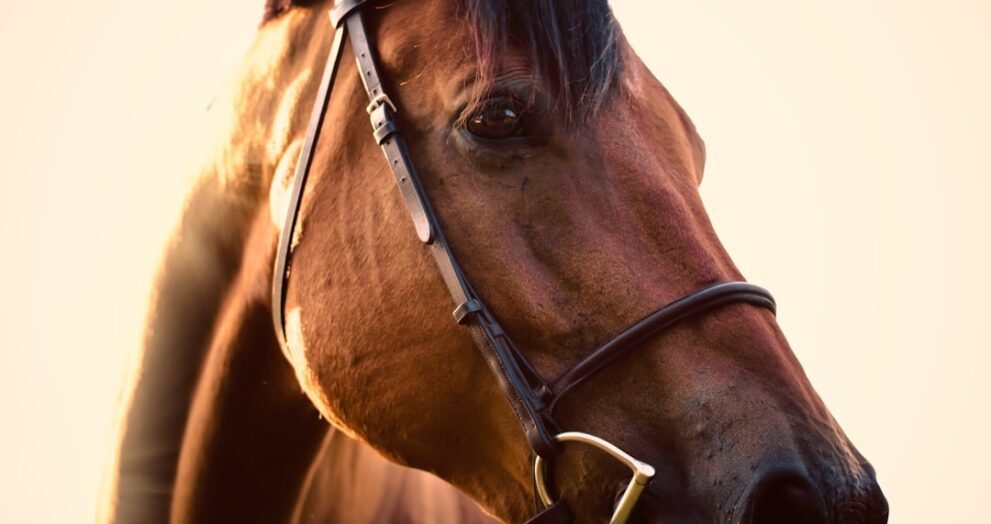 St. Louis Media CEO's Firm Acquires $17M Miami Equestrian Estate