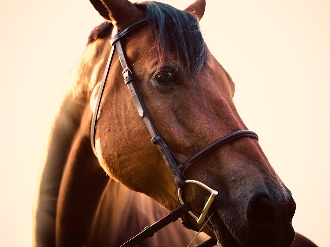 St. Louis Media CEO's Firm Acquires $17M Miami Equestrian Estate